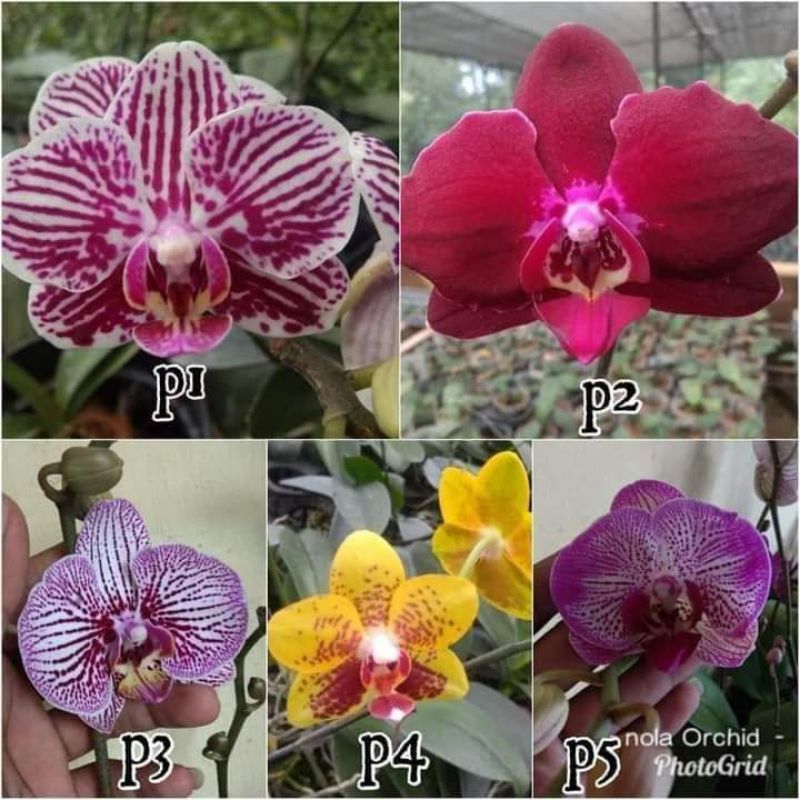 (BISA COD) PROMO Bunga Hias Anggrek Bulan JUMBO PASCA BUNGA DIKIRIM RANDOM / Tanaman Hias Anggrek Bu