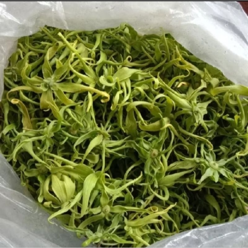 

bunga kenanga tabur wangi fress