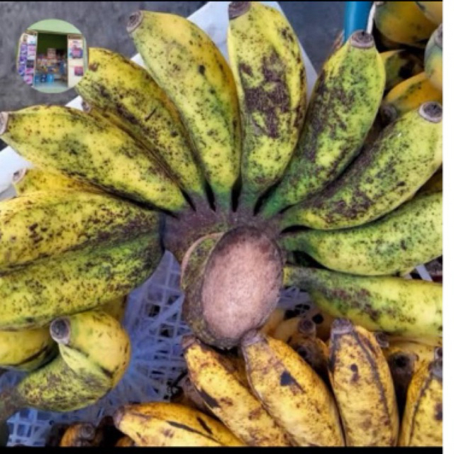 

Pisang susu khas Bali / pisang susu manis