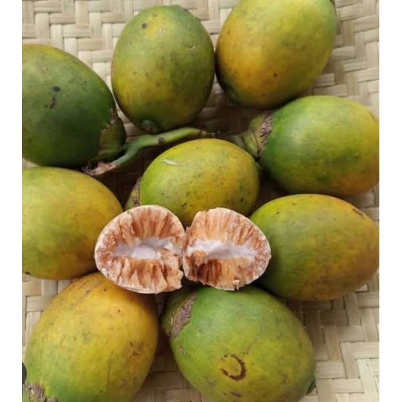 

buah pinang tua super 1 kg