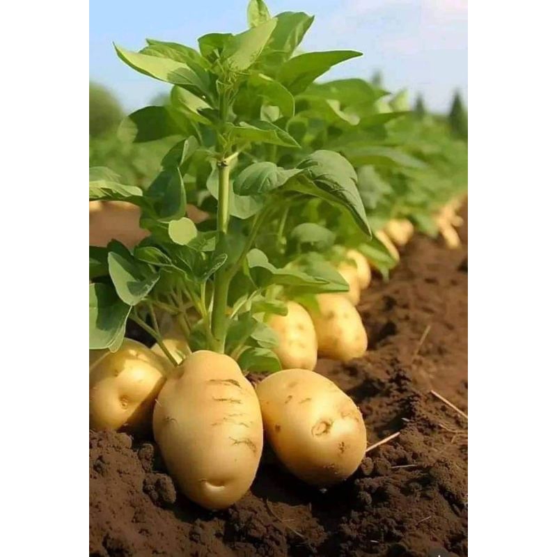

1kg kentang super jumbo