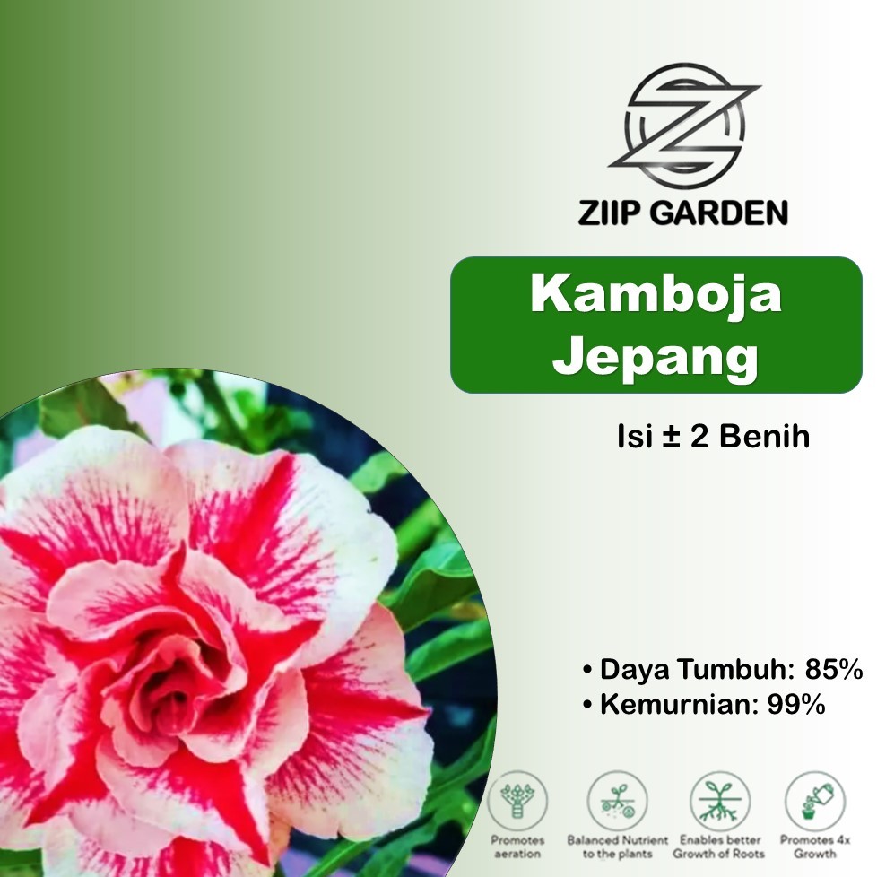 Benih Bunga Adenium Obesum Kamboja Jepang Mix
