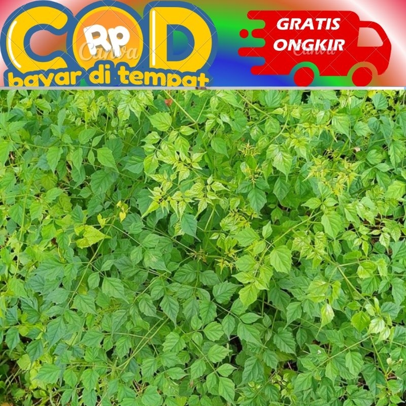 

daun cinadol untuk Ecoprint 100 gram