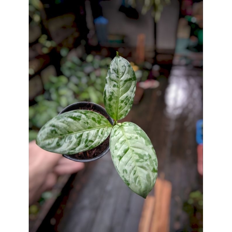 Tanaman Aglonema / PICTUM BICOLOR / Endemic