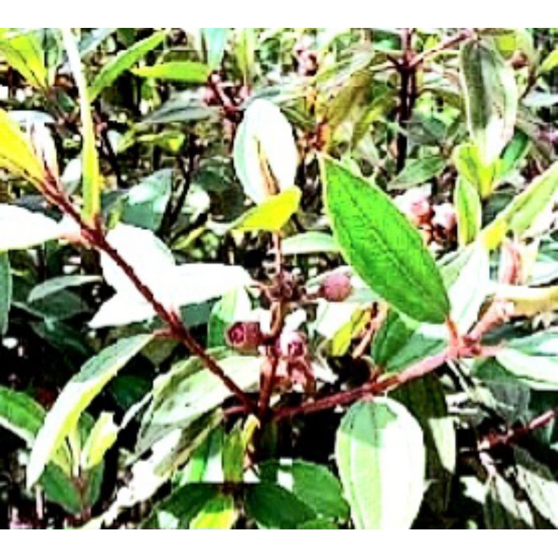 

Jual daun harendong atau senggani segar organik 250 gram