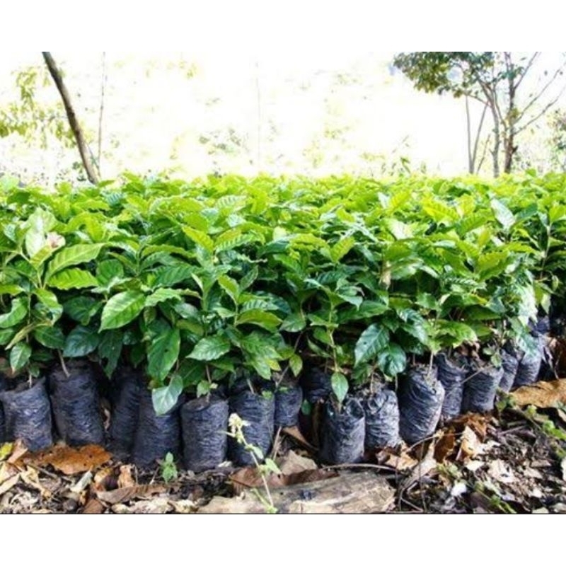 Bibit kopi lokal super bibit kopi langka isi 2 bibit-az