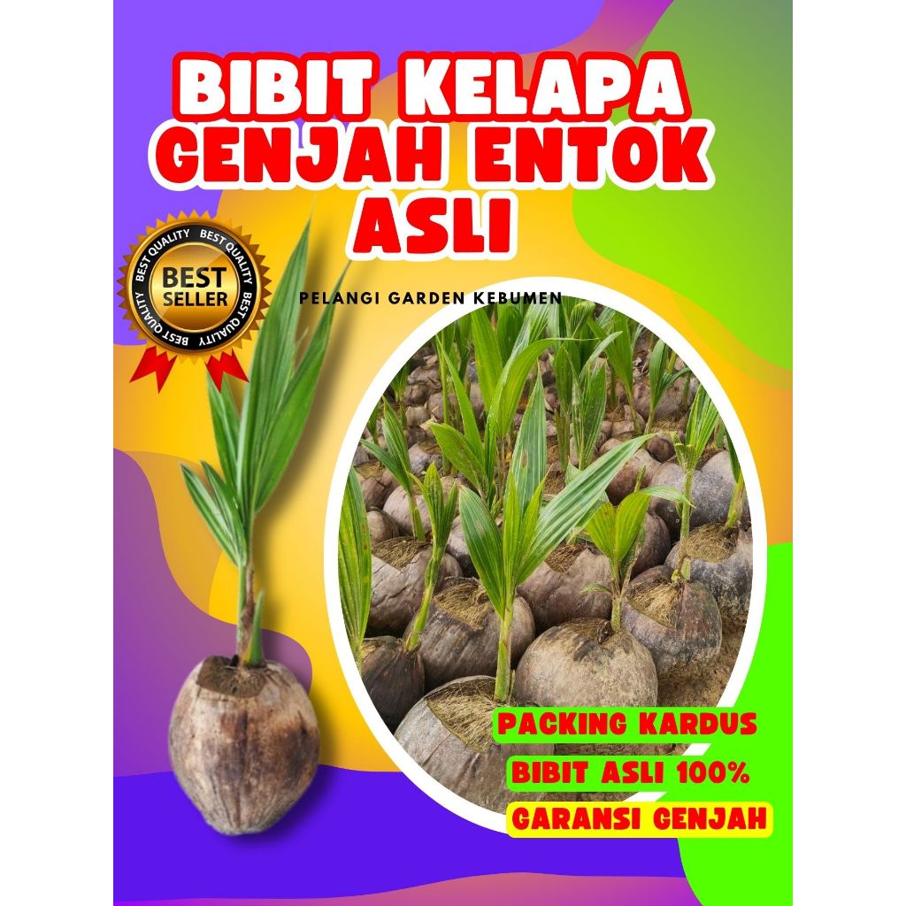 TERLARIS.. Bibit Kelapa Genjah Entok Anakan, Bibit Kelapa Genjah Entok Anak, Bibit Kelapa Genjah Ent