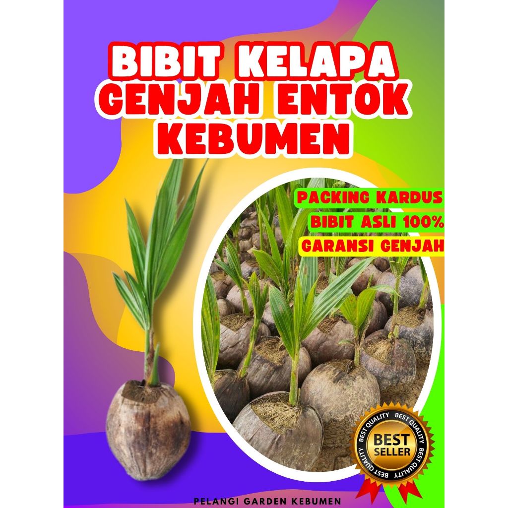 PALING DICARI.. Bibit Kelapa Genjah Entok Anak, Bibit Kelapa Genjah Entok Besar, Bibit Kelapa Genjah