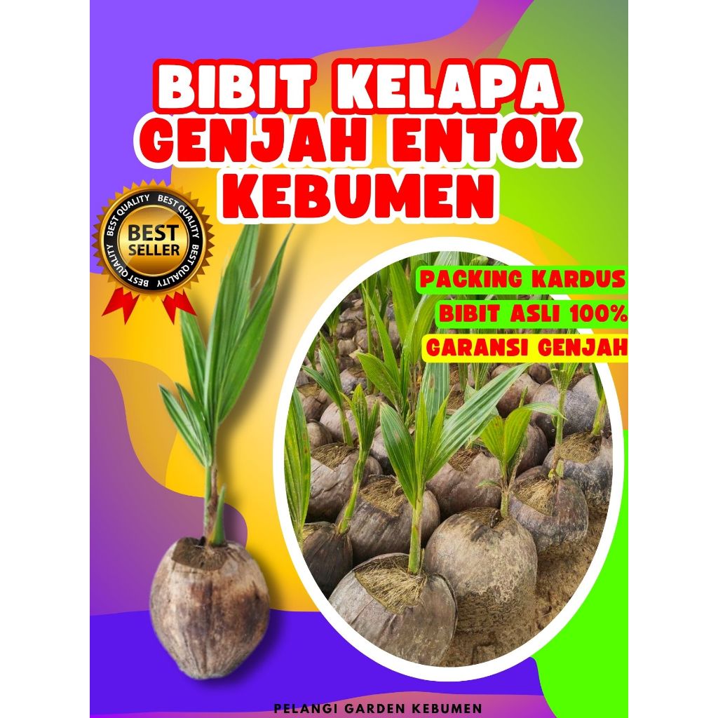 LANGSUNG PETANI.. Bibit Kelapa Genjah Entok Besar, Bibit Kelapa Genjah Entok Super Besar, Bibit Kela
