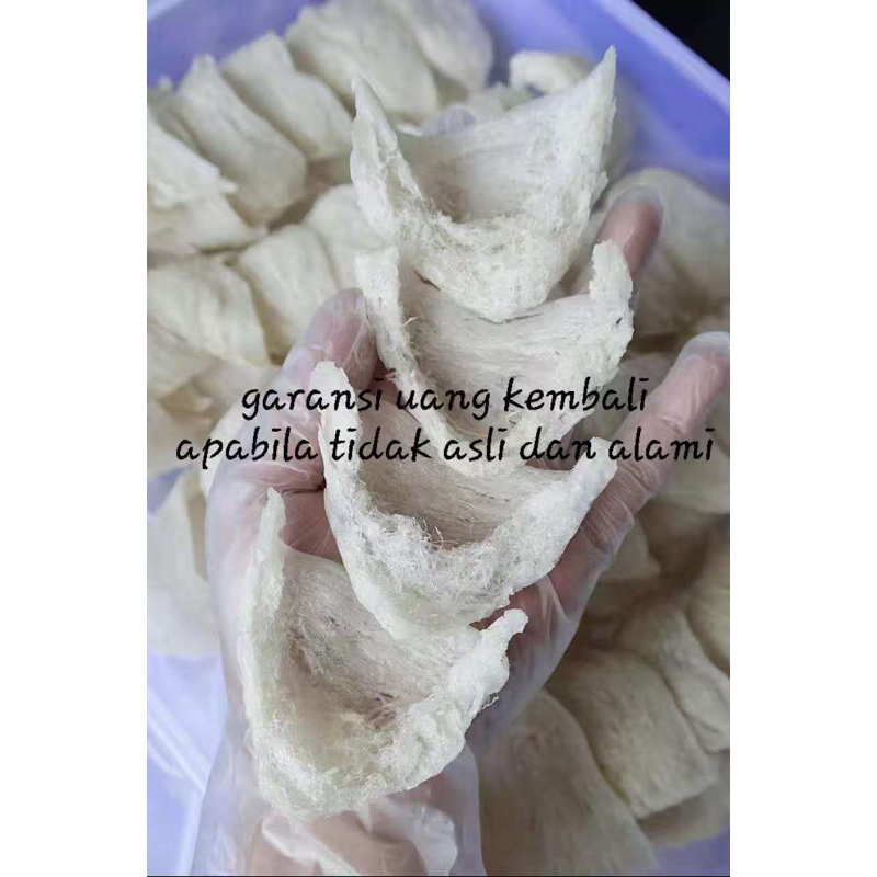 

Sarang Burung Walet Segitiga Sudut Bersih Proses Alami Natural 100 gram