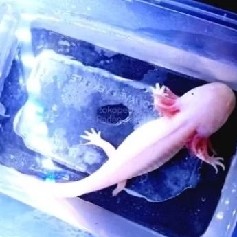 axolotl albino 11-12cm