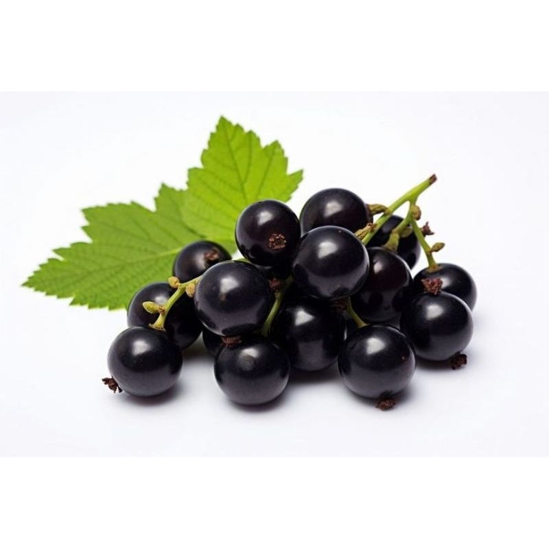 

Benih Biji Bibit Buah Blackcurrant Premium – Superfood Import Kaya Antioksidan