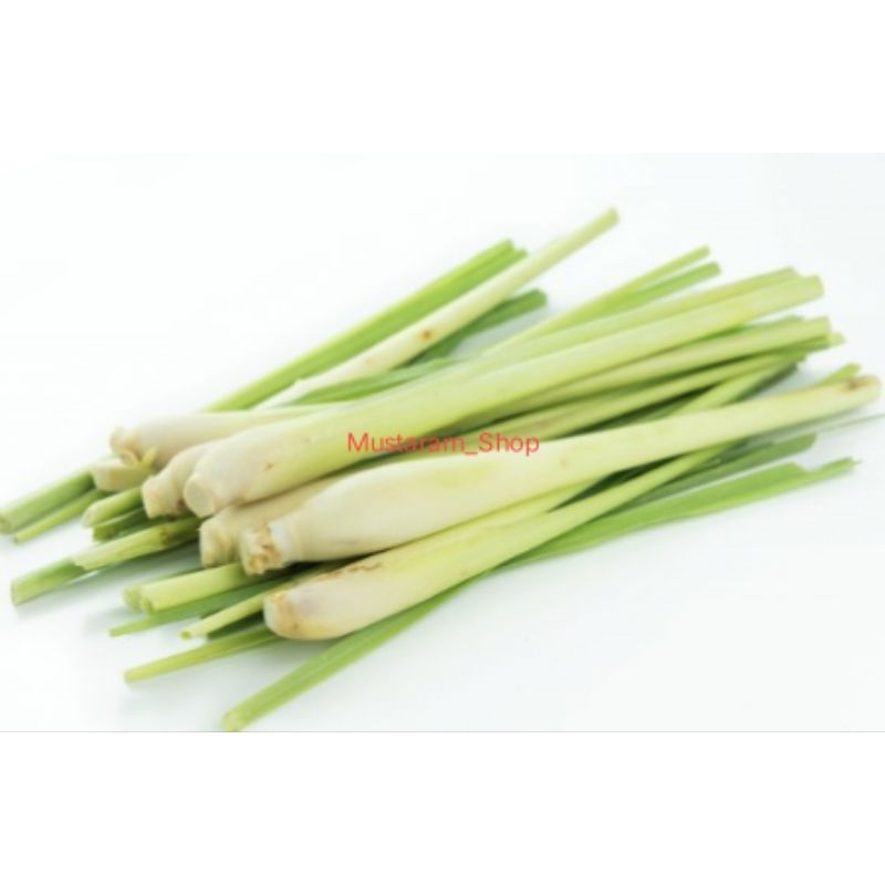 

Sereh Gajah 1kg / Serai Besar / Sereh Jumbo / Sereh untuk masak / Cymbopogon