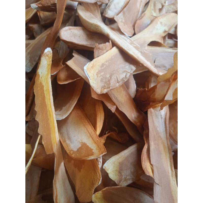 

jual biji mahoni kering per 25 biji