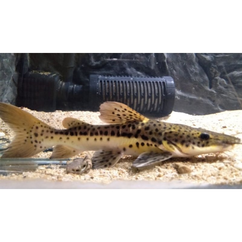 ikan leopart,ikan predator air tawar uk 13-15cm