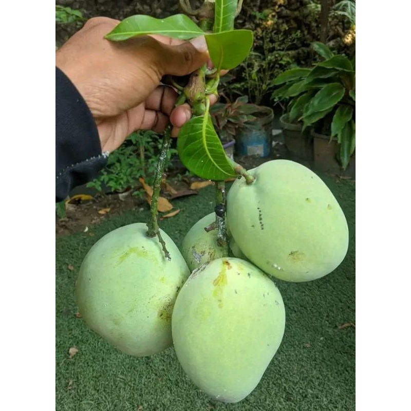 

mangga indramayu/mangga cengkir fresh 1kg