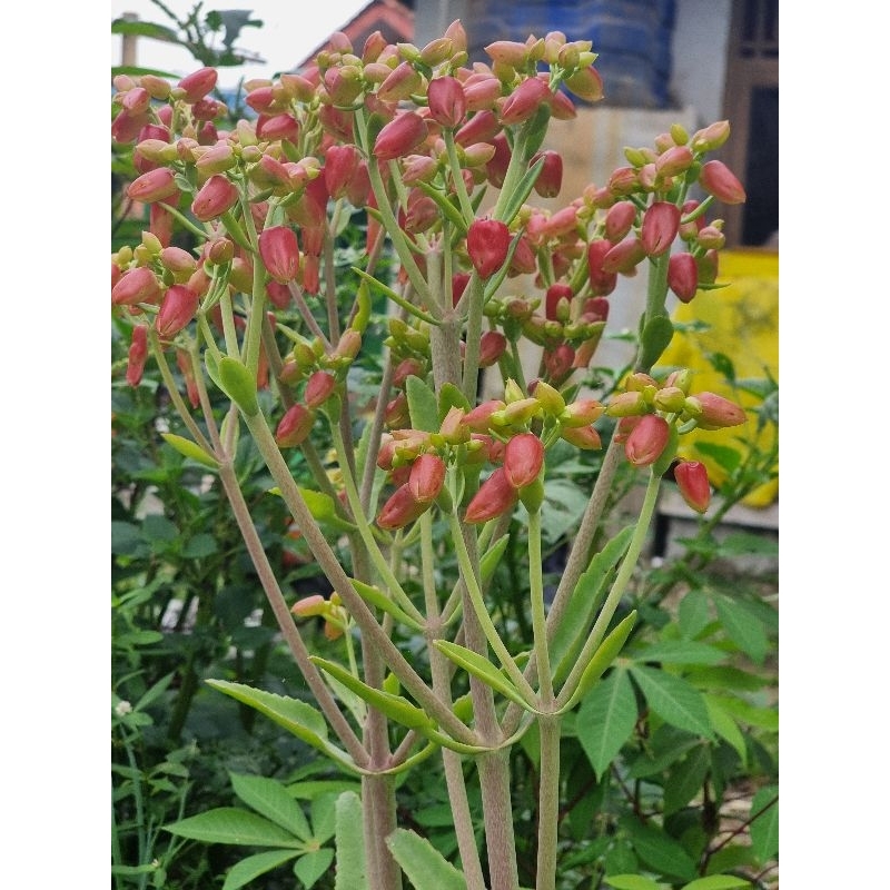 Obat Batu Ginjal Alami