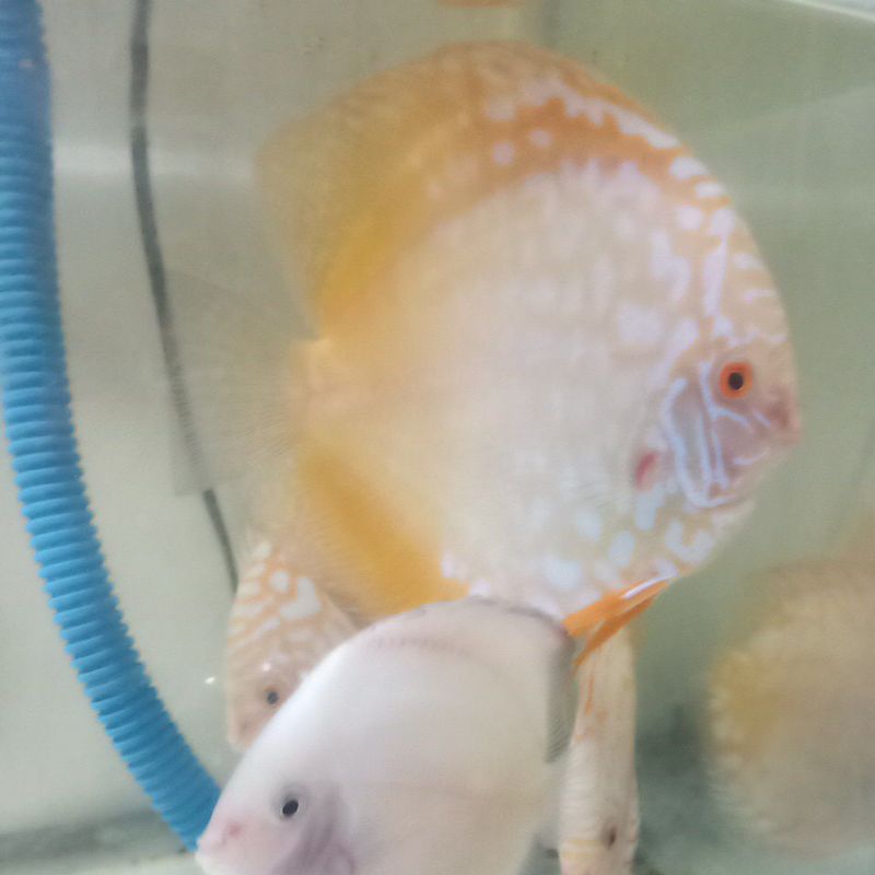 Bahan discus 2 inch up. cerah.