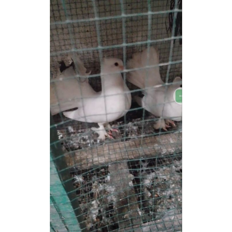 MERPATI KIPAS PUTIH BERSIH BAGUS SEHAT HARGA SEPASANG