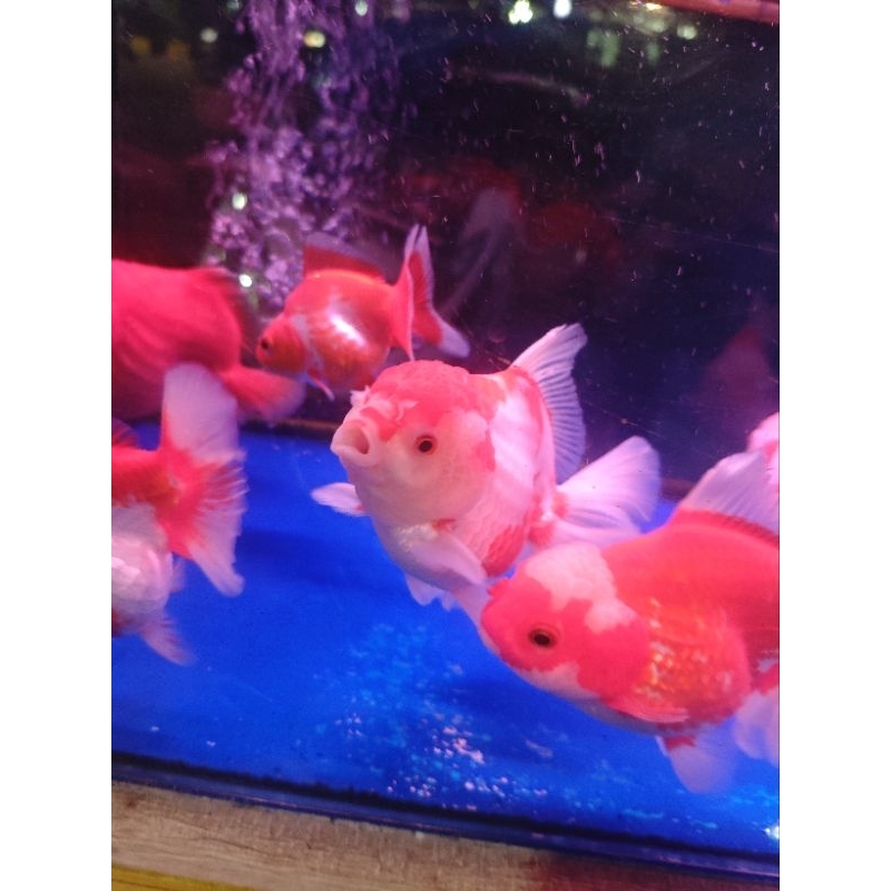 ikan maskoki oranda jambul jumbo xl sakura ikan hias air tawar