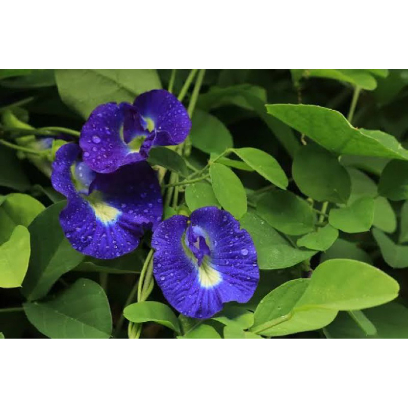 10 Benih Bunga Telang Ungu Benih Bunga Telang Ungu Unggul Berkualitas Bibit Tanaman Bunga Telang