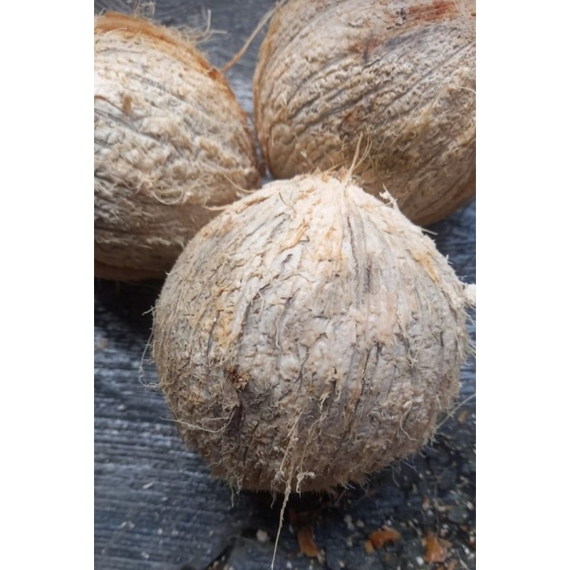 

Kelapa_coconut setengah tua