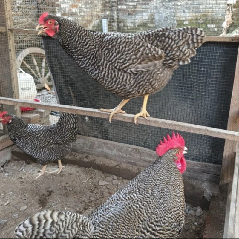 

Telur Ayam Barred Rock Fertil Ayam Petelur Amerika Handal