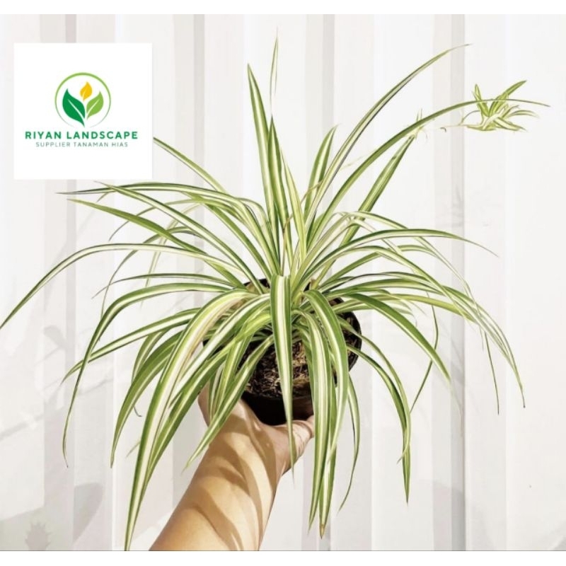 Tanaman spider plant - pohon spider plant