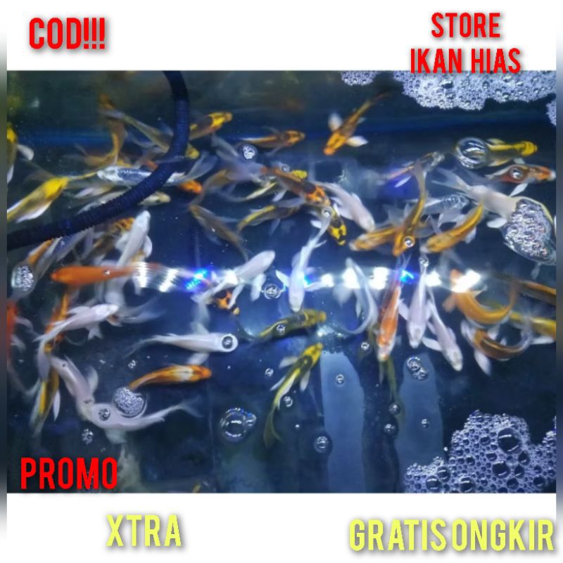 Promo Ikan Hias koi kumpay Slayer sz 7-10cm