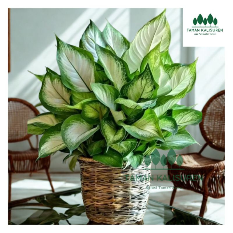 Diven TisuTanaman Hias Murah meriah diven cantik tanaman  Diven Tisu
