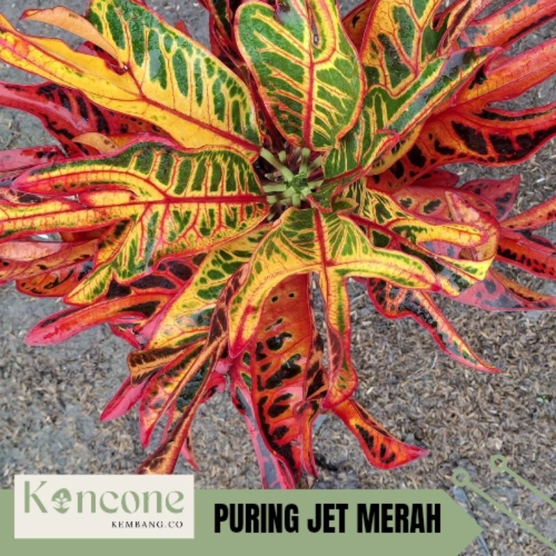 tanaman puring jet | puring merah