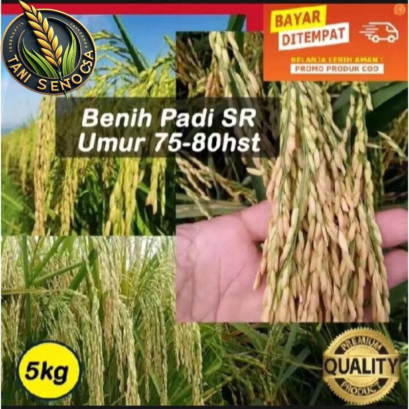 BENIH BIBIT PADI SR UMUR 75-80 HST PADI UNGGUL TELAH DI SORTIR ULANG BIAR TAMBAH BAGUS KEMASAN 2KG
