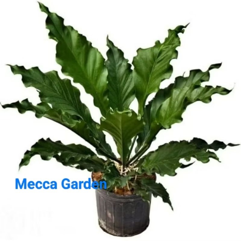 Anturium Gelombang Cinta (BESAR-RIMBUN-MURAH)