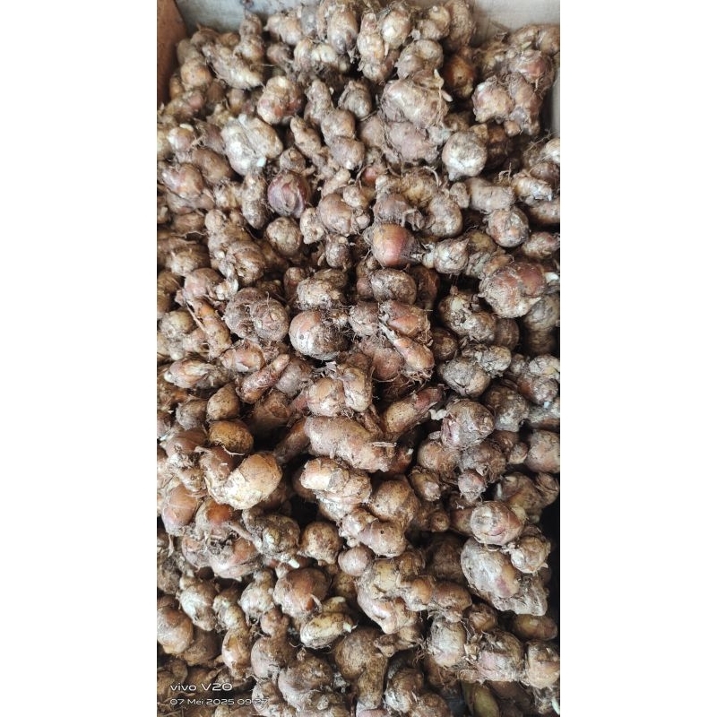 

KENCUR SEGAR/KENCUR SEBLAK 1KG