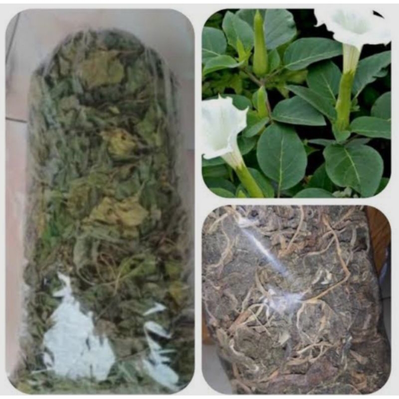 

Daun kecubung kering 100 gram natural organik