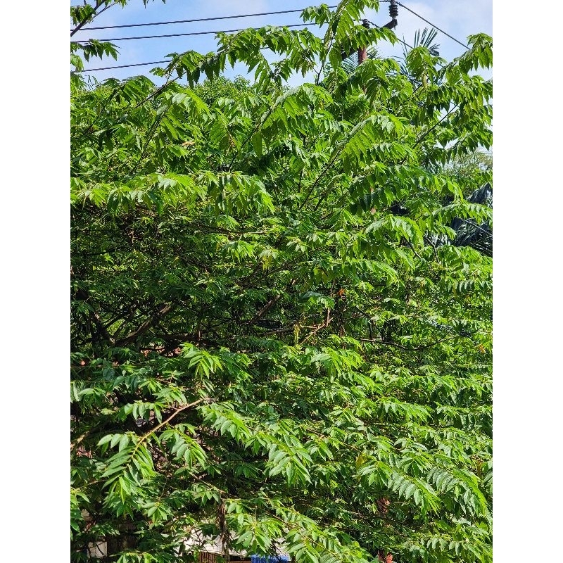 

OBAT GULA DARAH, DAUN KERSEN