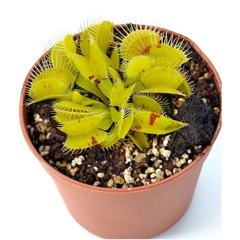 

Dionaea Patches