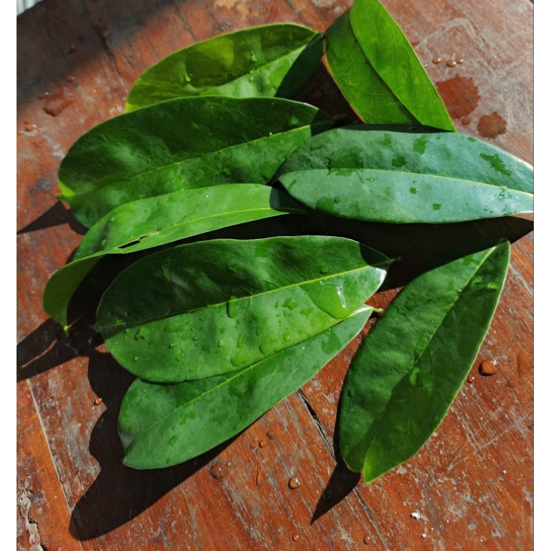 

daun sirsak segar 100 lembar