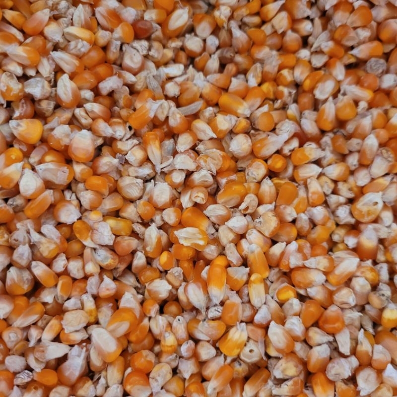

JAGUNG MADURA/BUTIR KECIL KILOAN_PAKAN AYAM/UNGGAS