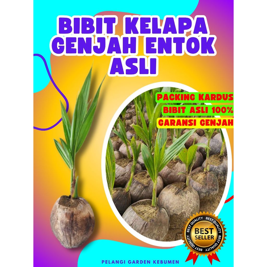TERLARIS.. Bibit Kelapa Hijau Asli, Bibit Kelapa Hijau Hibrida, Bibit Kelapa Ijo Asli