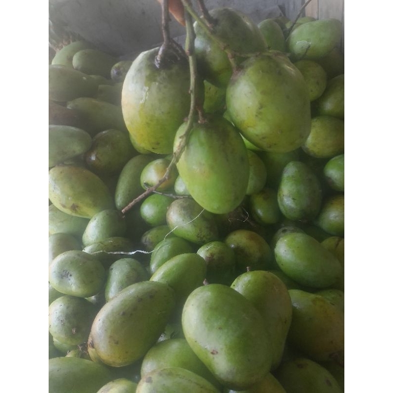 mangga muda mentah