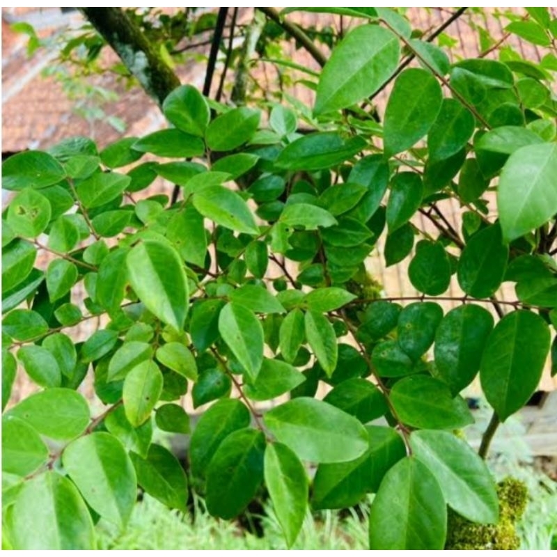 

Daun Belimbing 100 gram