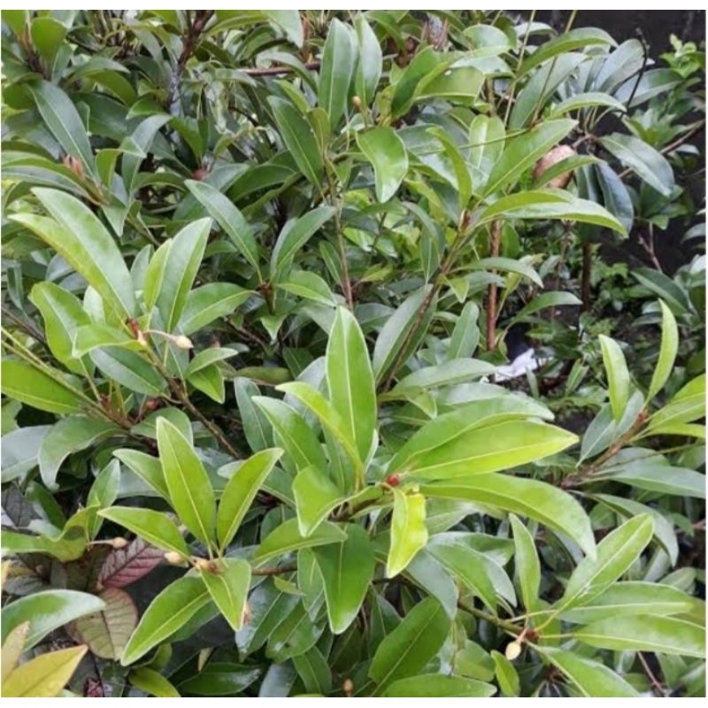 

Daun sawo segar 200 gram