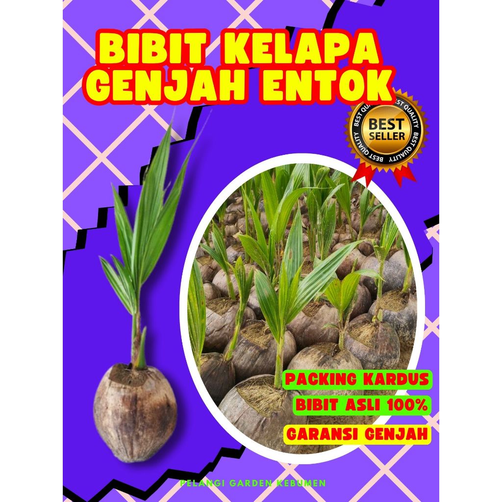 3 TAHUN BUAH..  Bibit Kelapa Kopyor Genjah Pati, Bibit Kelapa Kopyor Hawai, Bibit Kelapa Kopyor Madu