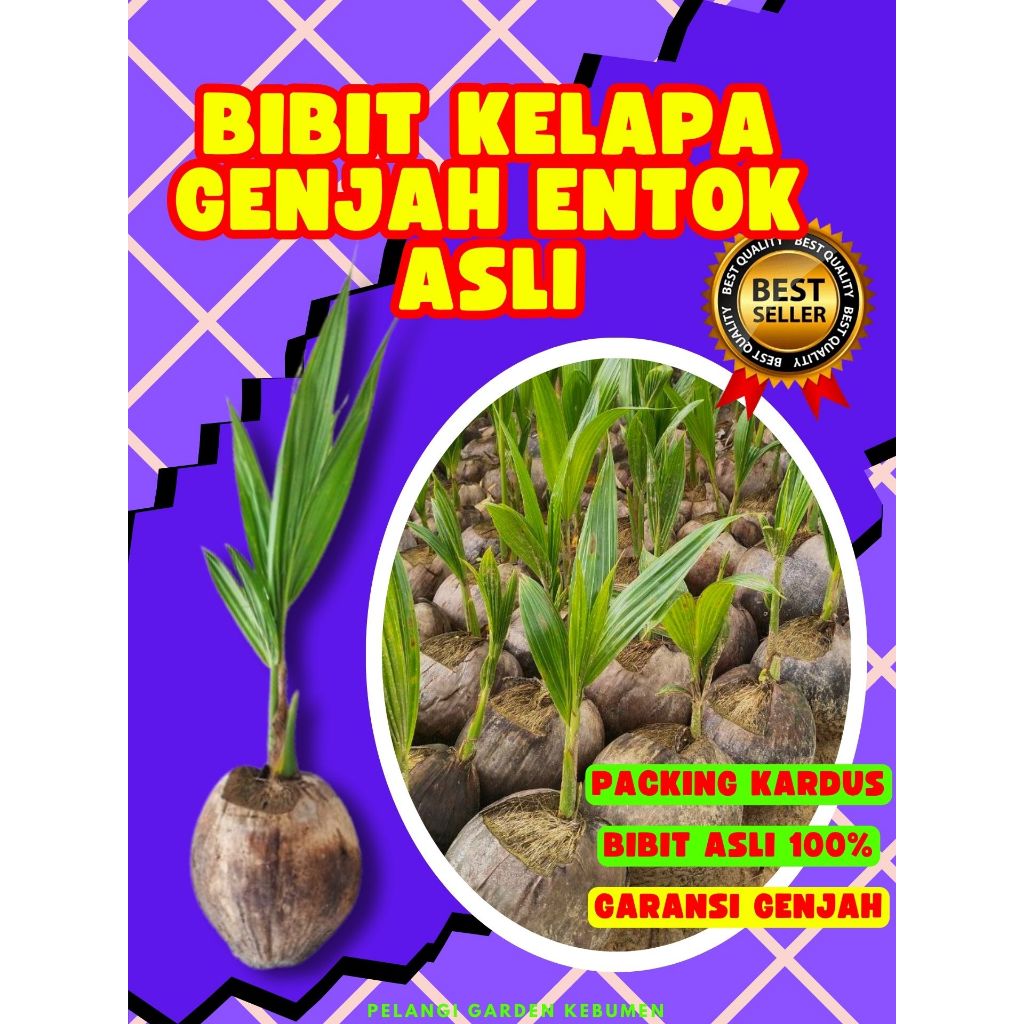 LANGSUNG PETANI.. Bibit Kelapa Kopyor Original, Bibit Kelapa Kopyor Pati, Bibit Kelapa Kopyor Sumene
