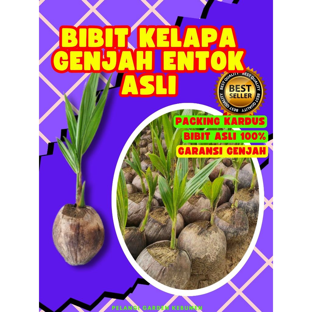 CEPAT BUAH..  Bibit Kelapa Kopyor Pati, Bibit Kelapa Kopyor Sumenep, Bibit Kelapa Kopyor Utuh