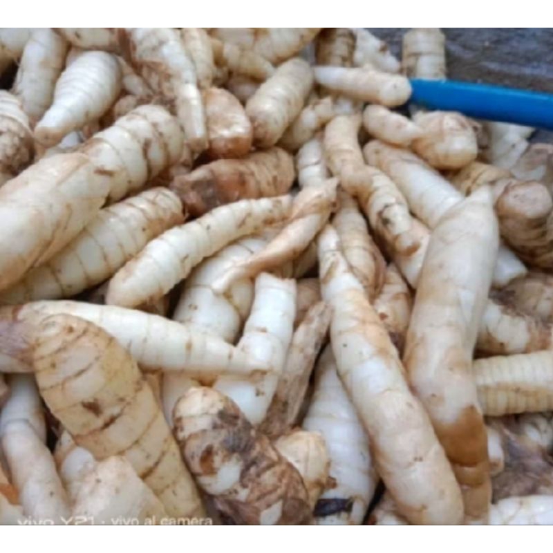 

Umbi garut/tarigu segar press 1kg
