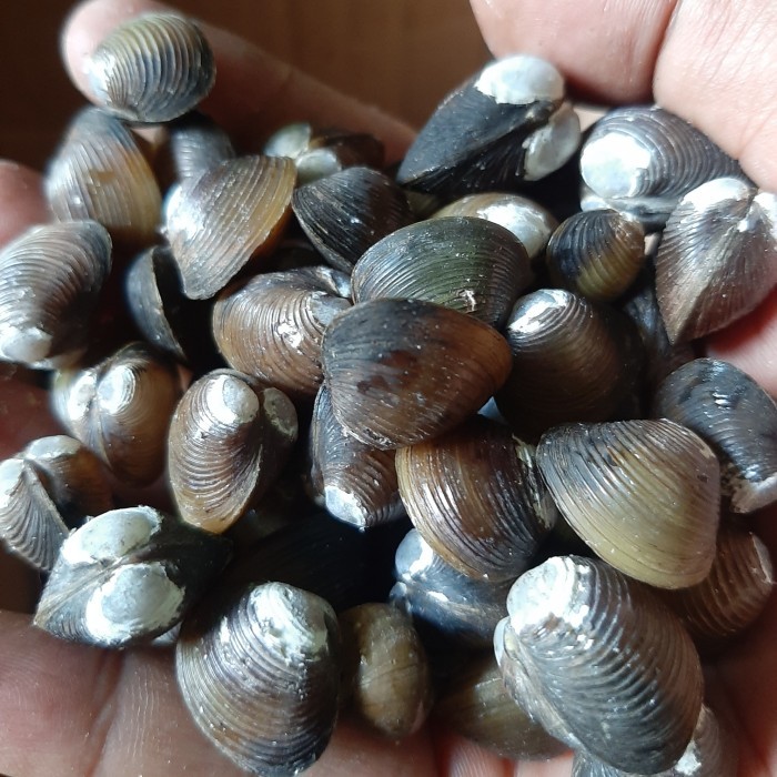 

remis /haremis/kerang kuning 100 gr (dengan cangkang)