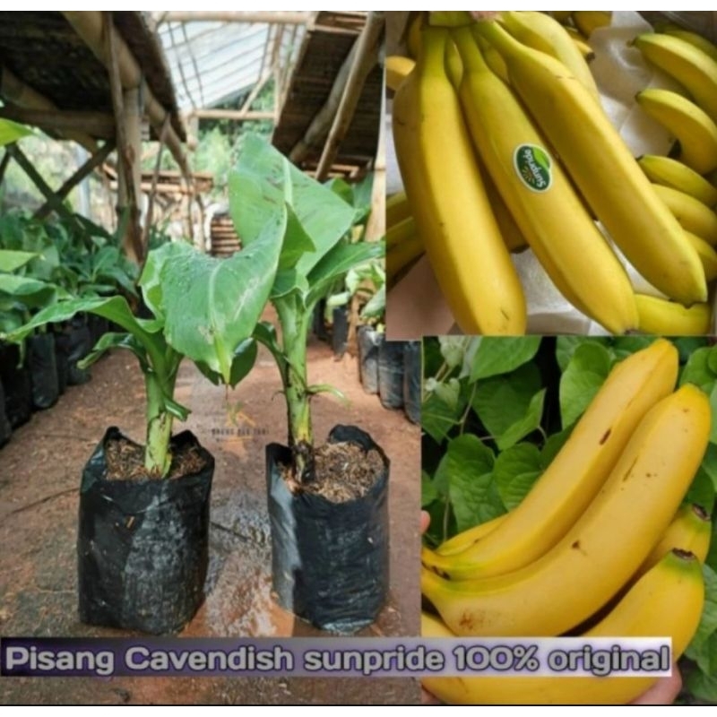 Bibit pisang Sunpride