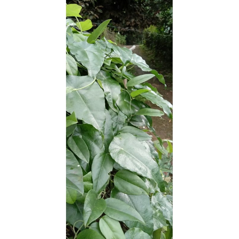 

cincau